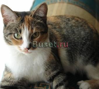 Кошка Лангепас
