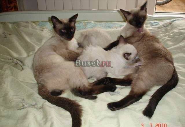 Сиамские котята 2 мес.5дней (актуально до15.07.10) Москва