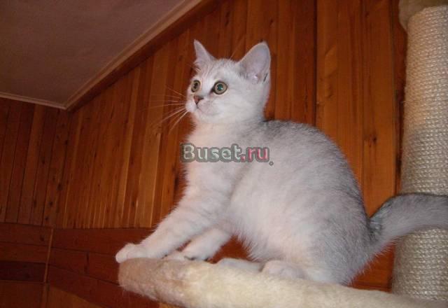 3 мес. британский котёнок серебристая шиншилла Москва