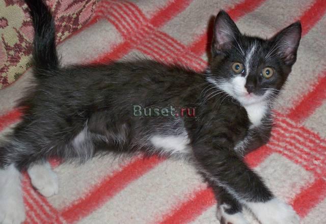 Котенок мальчик Санкт-Петербург