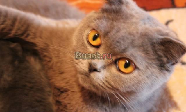 Ищем шотландского кота для вязки Москва