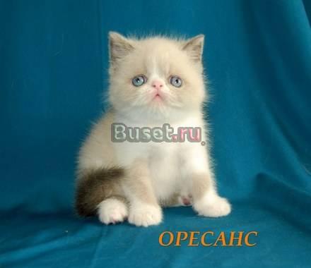 Продажа экзотических короткошерстных котят Москва