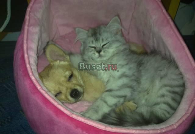 Чихуахуа кабель Москва