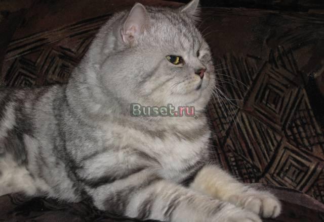 Скотиш страйт приглашает на вязку Москва
