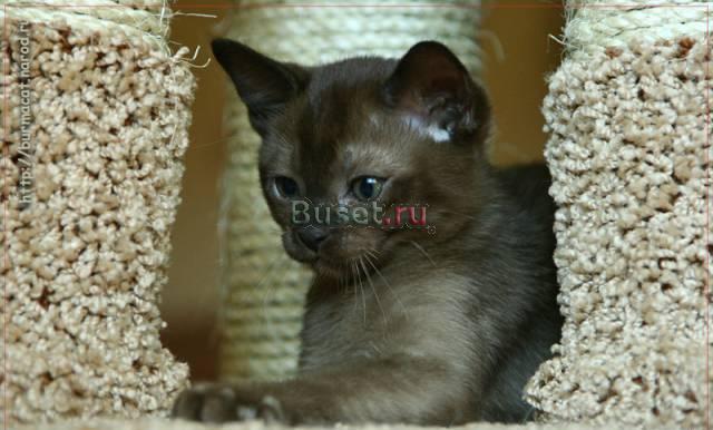 Европейская бурма. Котята Санкт-Петербург