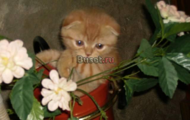 Шотландский вислоухий котик 2 мес Москва