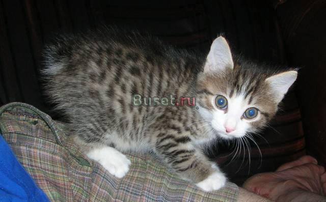 Котята курильского бобтейла Волгоград
