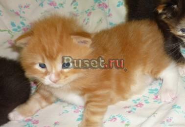 Котенок курильский бобтейл. Мальчик Балашиха