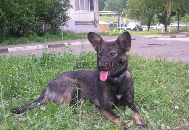 В добрые надежные руки Балашиха