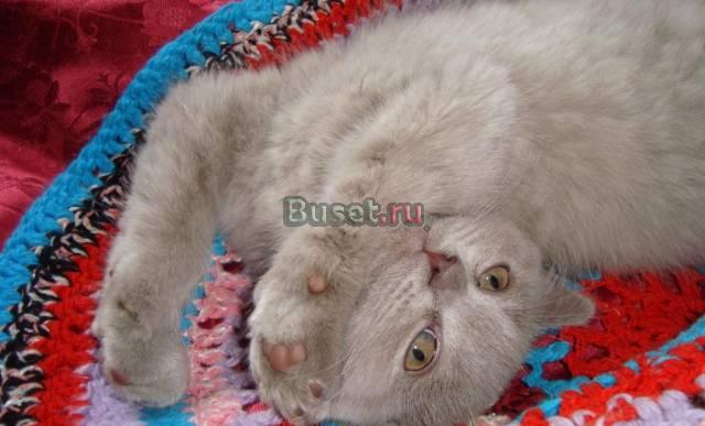 Британская плюшевая лиловая девочка Москва