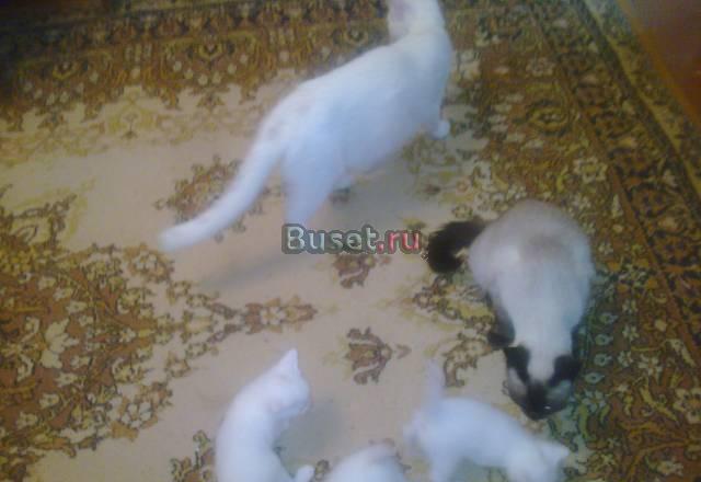 Котятки Санкт-Петербург