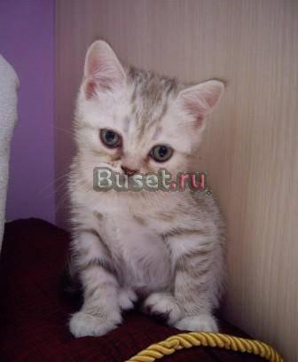 Котик-британец Москва