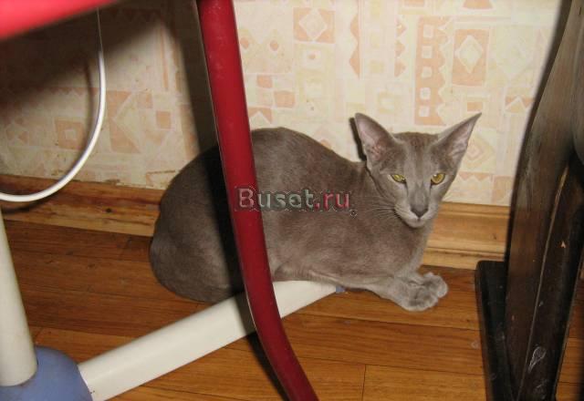 Ориентальная кошка Москва