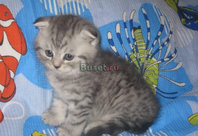 Вислоухие котята, шоу- класса Москва