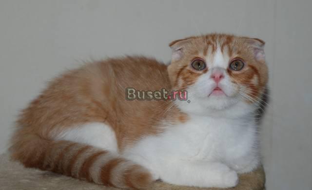Шотландский вислоухий котик недорого Москва
