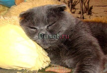 Передеожка собак и кошек Москва