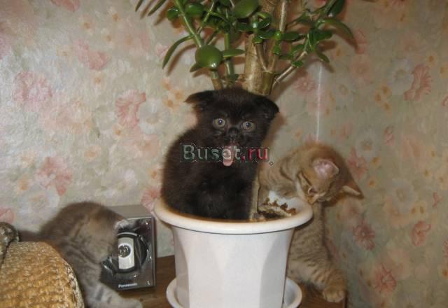 Котята фолды и страйт Саратов
