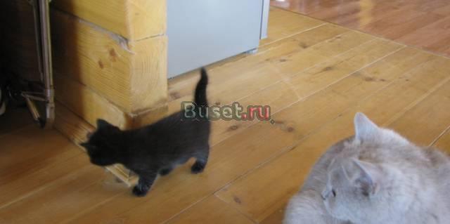 Безмен  (весы бытовые) Москва