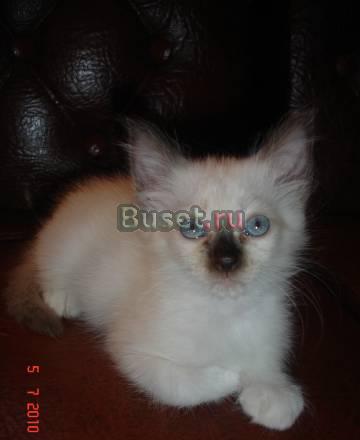 Сиамский котенок в добрые руки Москва