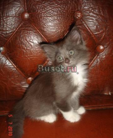Котенок мейн-кун в добрые руки Москва