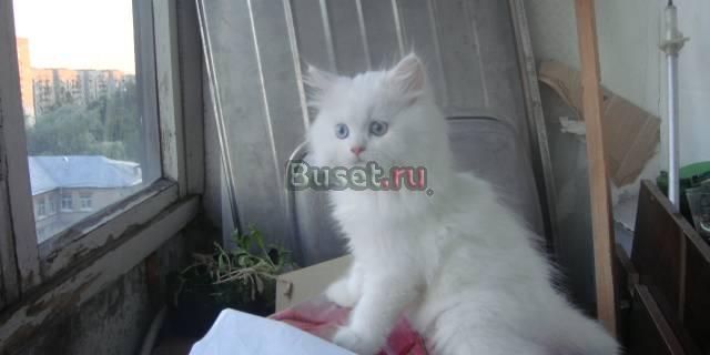 Продается котенок Санкт-Петербург