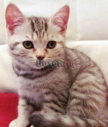 Британский котенок Санкт-Петербург