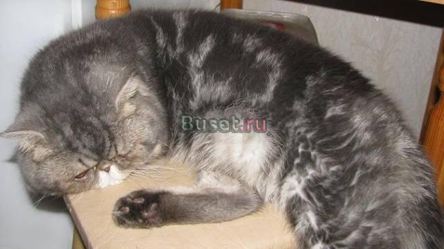 Котик экзот - молодой красавец Москва