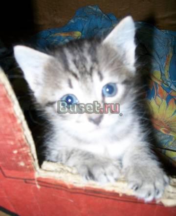 Котенок Екатеринбург