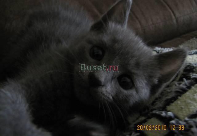 Вязка кошки Москва