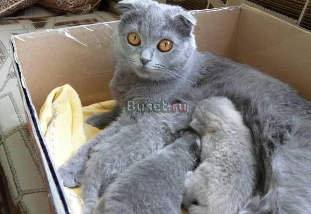 Шотландские котята Москва