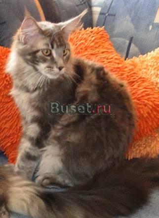 Котята Мейн кун Рошаль