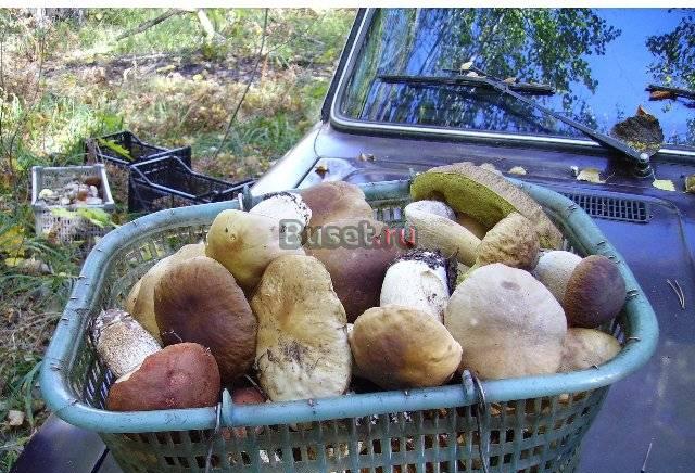 Грибы сушёные. Белый гриб Саратов