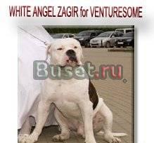 Щенки американского бульдога Ноябрьск