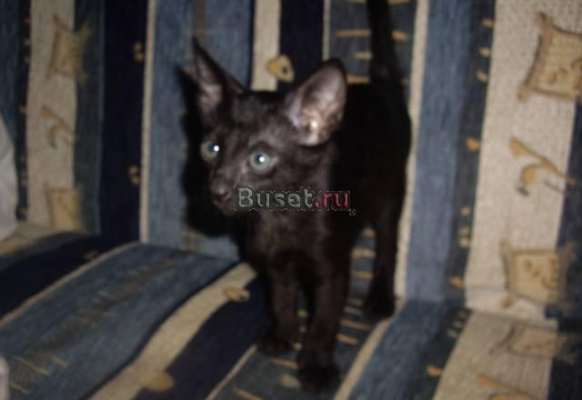 Котята петербургский сфинкс вариация Санкт-Петербург