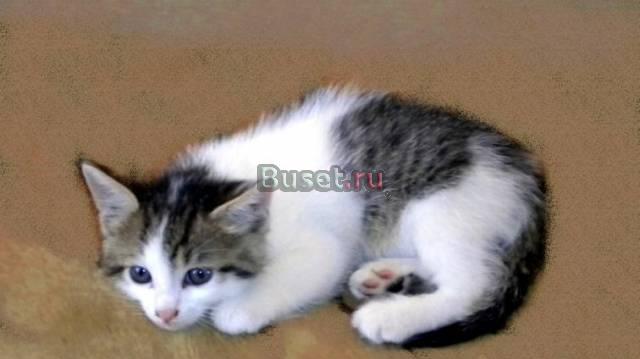 Лапули котята в добрые руки. в дар Москва