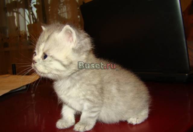 Шотландские котята-большой выбор Москва