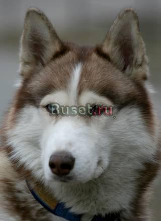 Приму в дар или куплю сибирскую хаски Москва