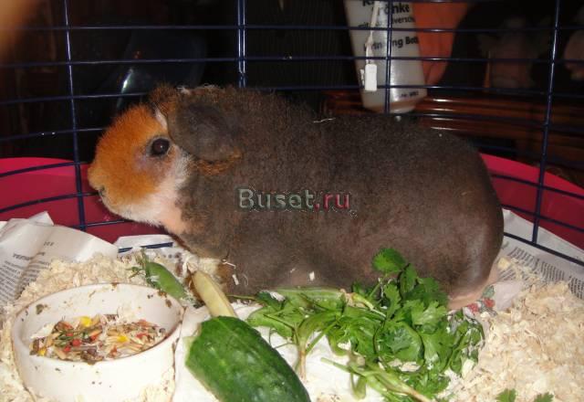 Морская свинка скинни Москва