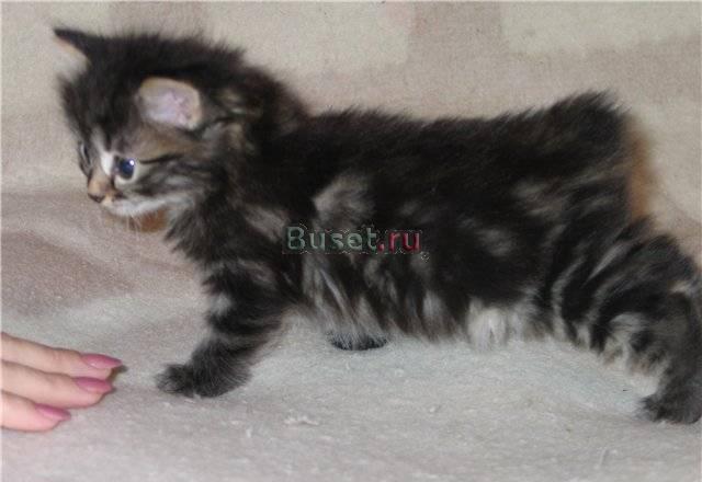 Котята породы Курильский бобтейл дикого окраса Москва