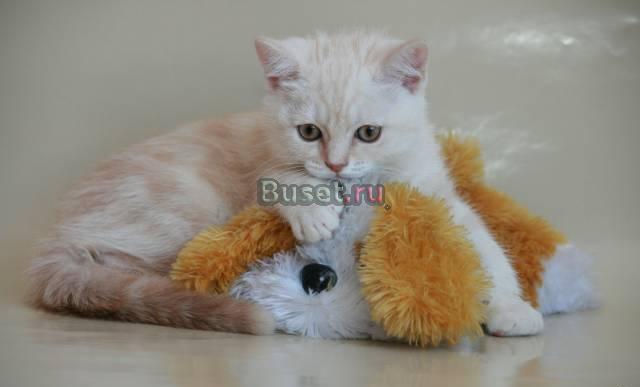 Британские котята редкого окраса Санкт-Петербург