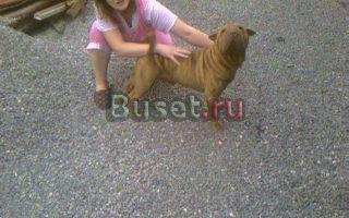 Приглашаю на вязку Челябинск
