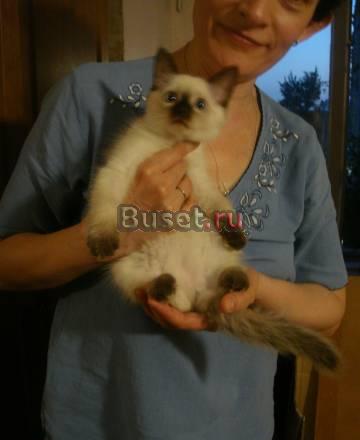 Котёнок породы Сибирская невская маскарадная Москва