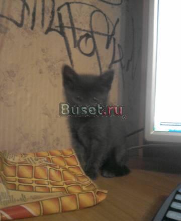 Котенок Санкт-Петербург