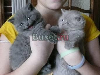 Британские котята  2 мес Санкт-Петербург