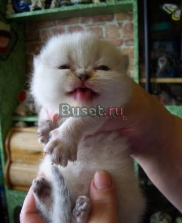 Котята Санкт-Петербург