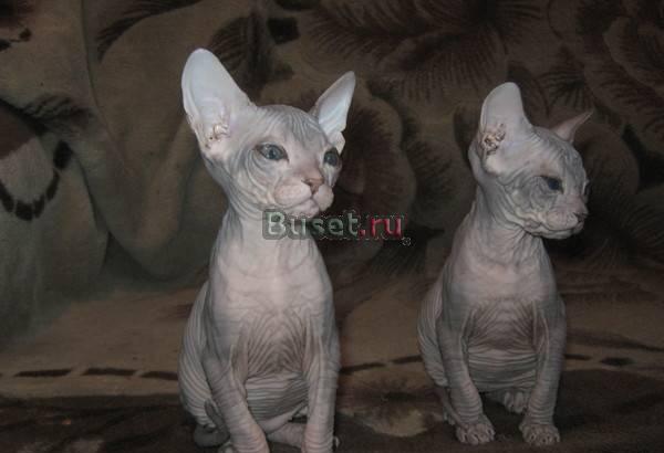 Котята Донского сфинкса Челябинск