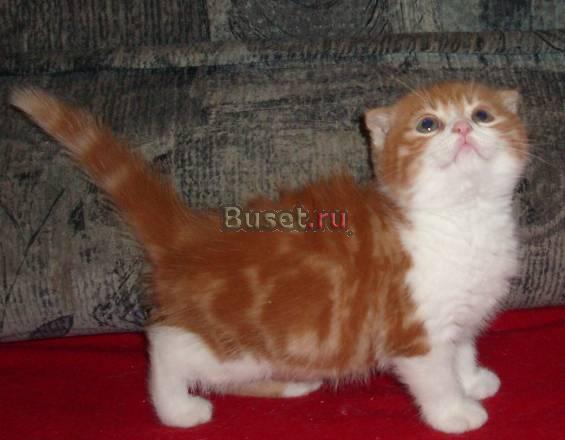 Вислоухие котики красный мрамор Москва
