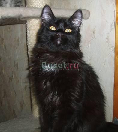 Котик мейн кун Новокузнецк