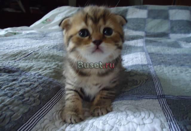Шотландские вислоухие и британцы Москва