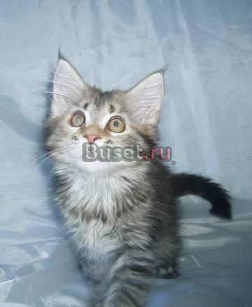 Котята породы мейн кун Кемерово